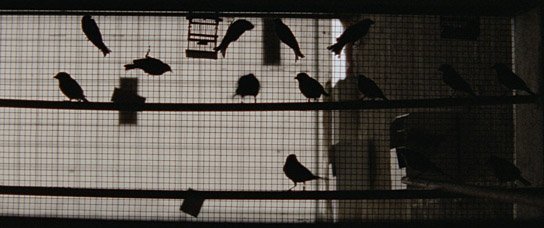 "1001 Nacht, Teil 3: Der Entzückte" (2014/15) "1001 Nacht, Teil 3: Der Entzückte", Quelle: Real Fiction Filmverleih