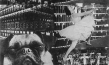 Collage "Berlin. Die Sinfonie der Großstadt" (1927); Quelle: DFF