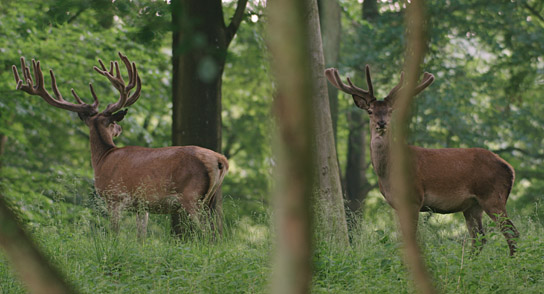 "Auf der Jagd - Wem gehört die Natur?", © Broadview Pictures