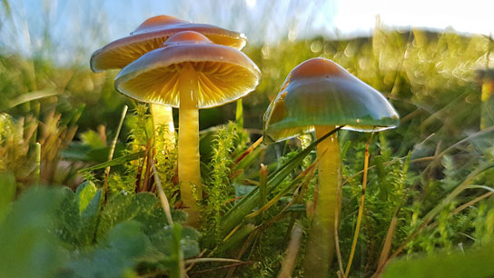 "Die Wiese - Ein Paradies nebenan" (2019) "Die Wiese - Ein Paradies nebenan", Quelle: polyband Medien, DIF, © nautilusfilm, polyband Medien GmbH