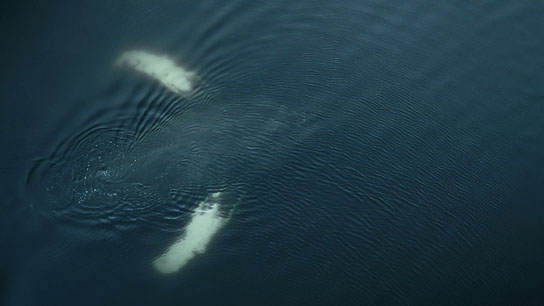 "The Whale & the Raven" (2019); Quelle: Mindjazz Pictures, DFF, © Busse & halberschmidt
