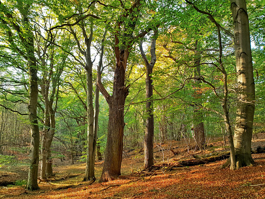 "Das geheime Leben der Bäume" (2019); Quelle: Constantin Film Verleih, DFF, © 2019 Constantin Film Verleih GmbH, nautilusfilm