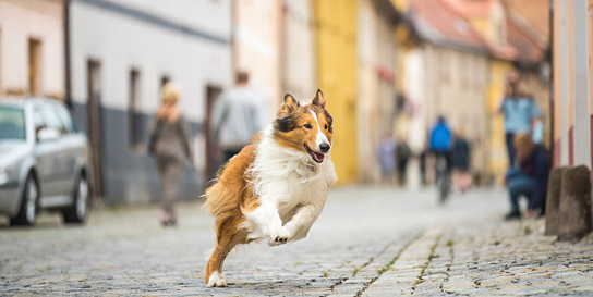 "Lassie - Eine abenteuerliche Reise" (2020) "Lassie - Eine abenteuerliche Reise" (2020); Quelle: Warner Bros. Pictures Germany, DFF, © 2019 Tom Trambow, Warner Bros. Ent.