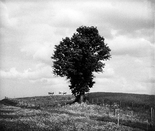 "Natur in Gefahr!" (1952); Quelle: DFF, Marian Stefanowski