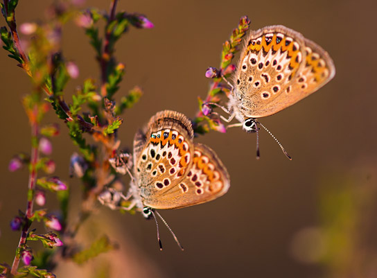 "Heimat Natur" (2020); Quelle: polyband Medien, DFF, © nautilusfilm, polyband Medien GmbH