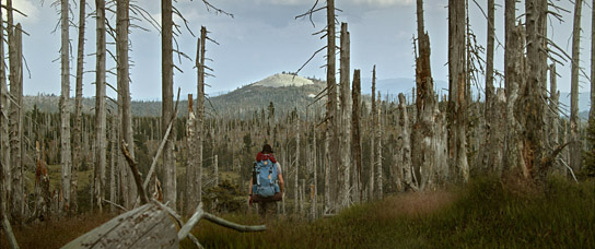 Bastian Kalous in "Der wilde Wald - Natur Natur sein lassen" (2021); Quelle: mindjazz pictures, DFF