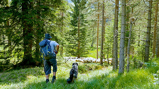 "Schafstage - Im Karwendel mit den Mittenwalder Schäfern" (2023)