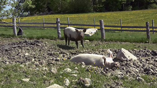 "Menschen und Tiere" (2023)