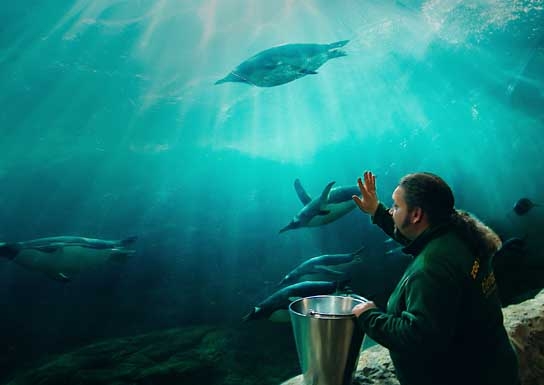 King Ping, Quelle: REX Film, DIF, © Claudia Scheer van Erp