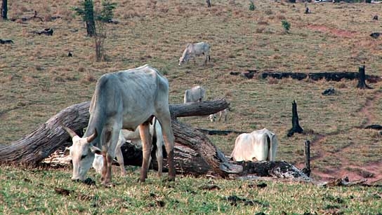 Kahlschlag - Der Kampf um Brasiliens letzte Wälder