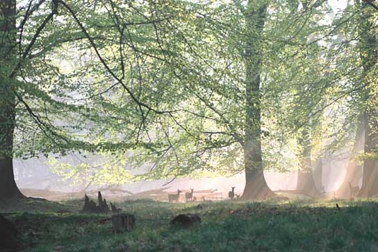 Das grüne Wunder - Unser Wald