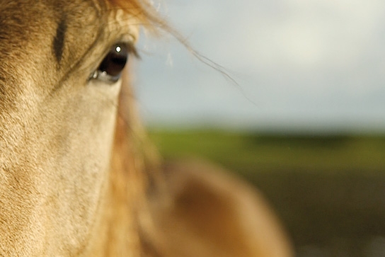 Von Mädchen und Pferden, © Salzgeber & Co. Medien GmbH