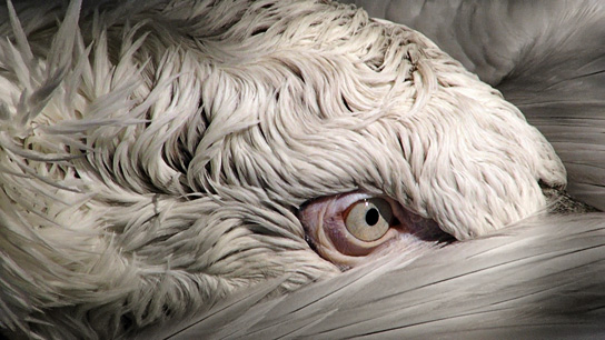 BIRDS, Quelle: 64. Internationale Filmfestspiele Berlin (Katalog)