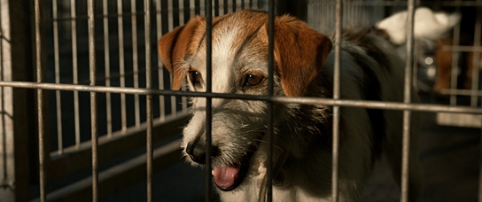 Underdog, Quelle: Delphi Filmverleih, DIF