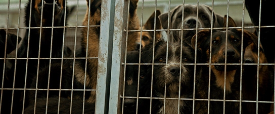 Underdog, Quelle: Delphi Filmverleih, DIF