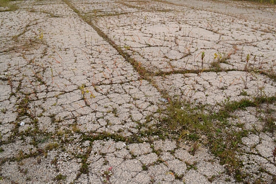 "Wild Plants", Quelle: Real Fiction Filmverleih, DIF, © Close Up Films
