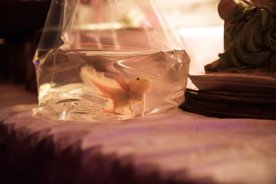 "Axolotl Overkill", © 2017 Constantin Film Verleih GmbH, Lina Grün