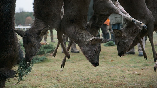 "Grenzbock", © Hajo Schomerus