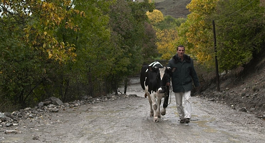 Holy Cow, © Kloos & Co. Medien, Foto: Sarvar Javadov