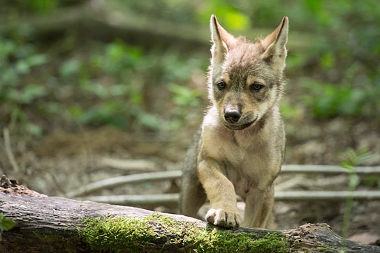 "Unsere Wildnis" Quelle: © Galatée Films, Foto: Matthieu Simonet