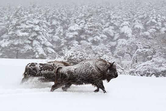 "Unsere Wildnis" © Galatée Films, Foto: Eric Travers