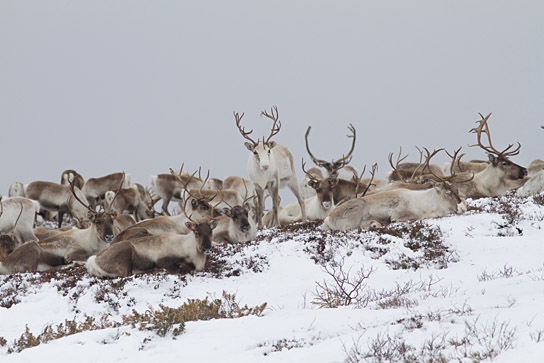 "Unsere Wildnis" © Galatée Films, Foto: Marc Rebuttini