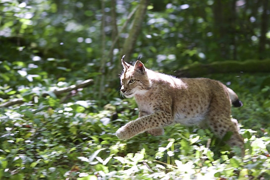 "Unsere Wildnis" © Galatée Films, Foto: Eric Travers