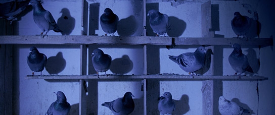 "Vânătoare", Quelle: Grandfilm, DIF