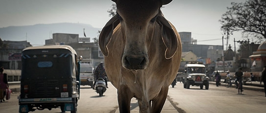 "The End of Meat - Eine Welt ohne Fleisch", Quelle: mindjazz pictures, DIF