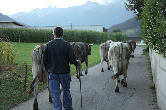 "Das System Milch", Quelle: Tiberius Film, DIF, © EIKON Media und MIRAMONTE FILM