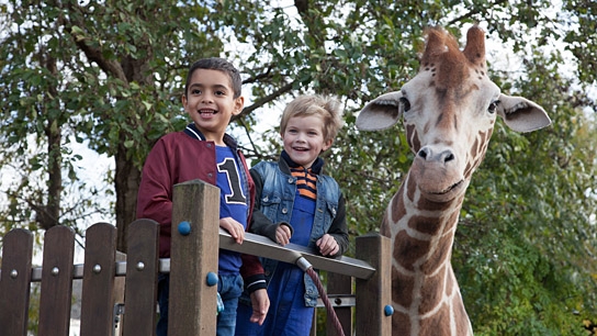 "Mein Freund, die Giraffe", Quelle: Little Dream Entertainment, DIF