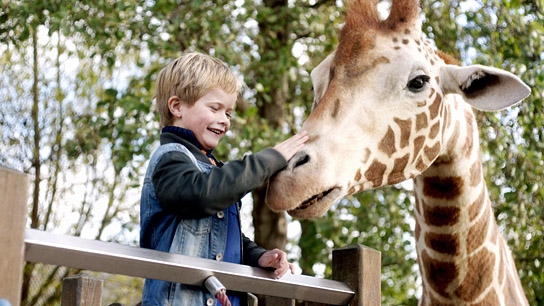 "Mein Freund, die Giraffe", Quelle: Little Dream Entertainment, DIF 