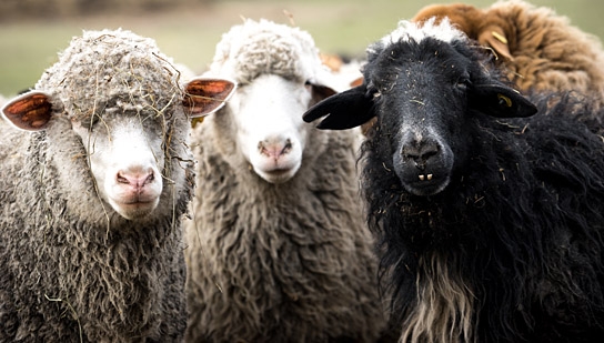 "Citizen Animal – Eine kleine Familie reist zu den Tieren", Quelle: JIP Film und Verleih, DIF, © JIP Film und Verleih, Foto: Tatjana Kühr