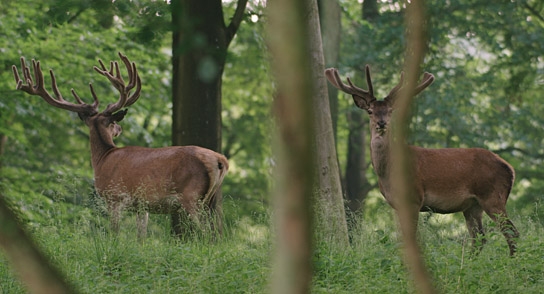 "Auf der Jagd - Wem gehört die Natur?", © Broadview Pictures
