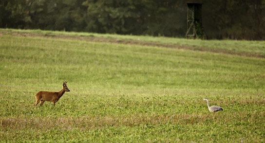 "Auf der Jagd - Wem gehört die Natur?" (2017)