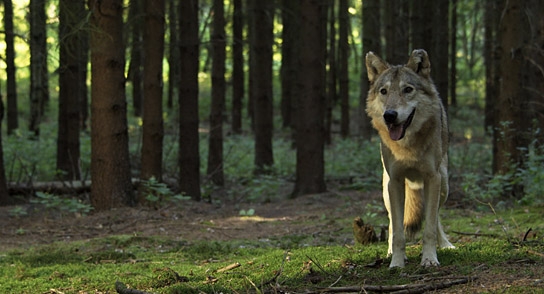 "Auf der Jagd - Wem gehört die Natur?", © Broadview Pictures