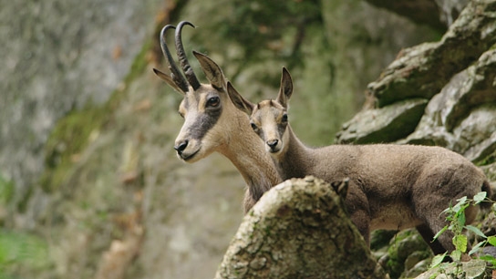 "Auf der Jagd - Wem gehört die Natur?", © Broadview Pictures