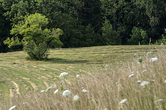 "Die Wiese - Ein Paradies nebenan", Quelle: polyband Medien, DIF, © nautilusfilm, polyband Medien GmbH