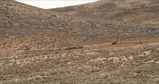 "Magie der Wildpferde", Quelle: Koryphäen Film, DIF, © catamaranfilms