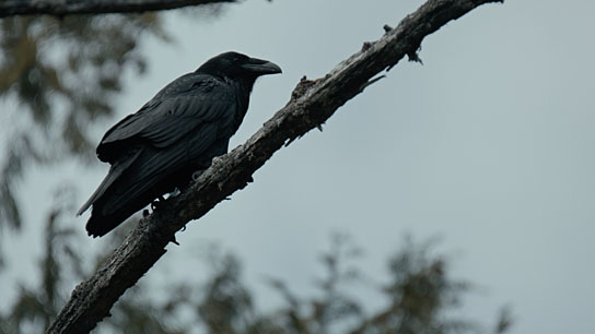 "The Whale & the Raven" (2019); Quelle: Mindjazz Pictures, DFF, © Busse & halberschmidt