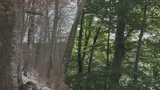 "Das geheime Leben der Bäume" (2019); Quelle: Constantin Film Verleih, DFF, © 2019 Constantin Film Verleih GmbH, nautilusfilm