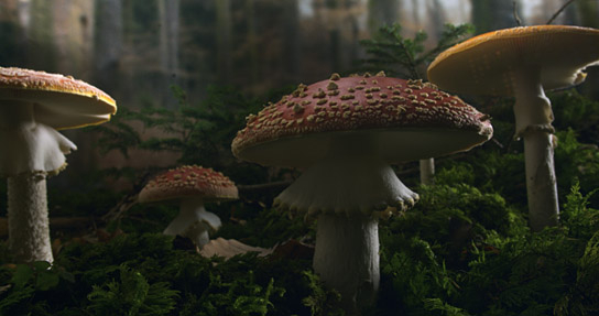 "Das geheime Leben der Bäume" (2019); Quelle: Constantin Film Verleih, DFF, © 2019 Constantin Film Verleih GmbH, nautilusfilm