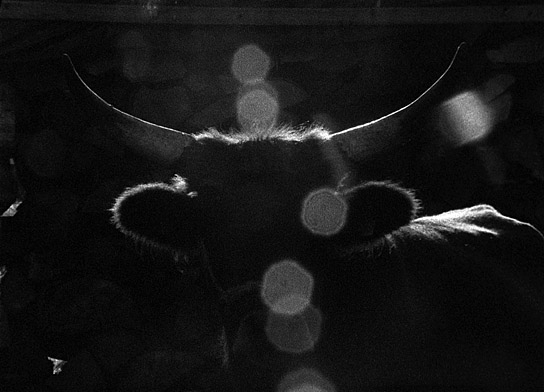 "Her Name Was Europa" (2020); Quelle: 70. Internationale Filmfestspiele Berlin (Katalog), © OJOBOCA GbR