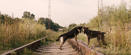 "Space Dogs" (2019); Quelle: RAUMZEITFILM, DFF, © RAUMZEITFILM