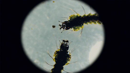 "Das Fieber - Der Kampf gegen Malaria" (2019); Quelle: W-film, DFF, © W-film, pooldoks