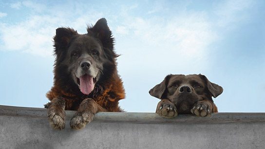 "Los Reyes - Königliche Streuner" (2019); Quelle: UCM.ONE, DFF