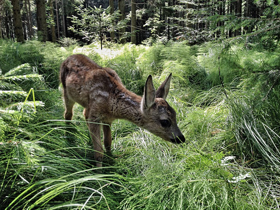 "Heimat Natur" (2020); Quelle: polyband Medien, DFF, © nautilusfilm, polyband Medien GmbH