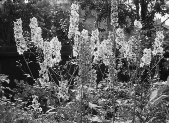 Screenshot aus "Privatfilm Familie Schnabel ca. 1937" (1937?); Quelle: SLUB Dresden, © SLUB Dresden, Filmverband Sachsen (Dresden), Hirsch Film (Dresden)