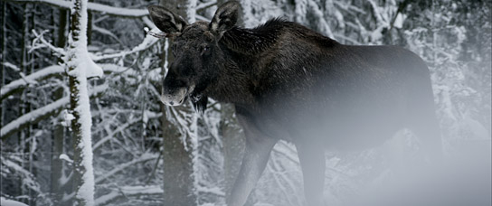 "Der wilde Wald - Natur Natur sein lassen" (2021); Quelle: mindjazz pictures, DFF