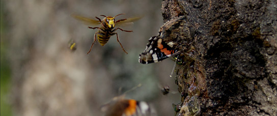 "Der wilde Wald - Natur Natur sein lassen" (2021); Quelle: mindjazz pictures, DFF
